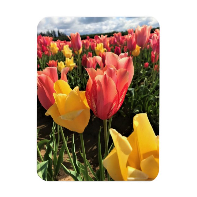 Imán Tulipanes de primavera en un campo, Oregón (Vertical)
