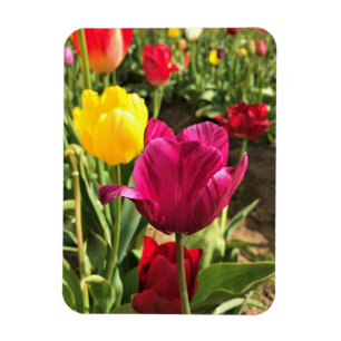 Imán Tulipanes de primavera, Oregón