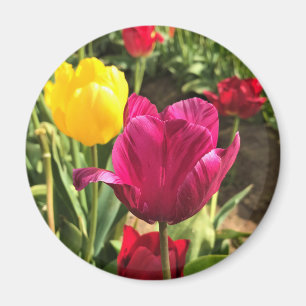 Imán Tulipanes de primavera, Oregón