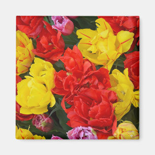 Imán Tulipanes de primavera rojos y amarillos