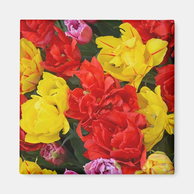 Imán Tulipanes de primavera rojos y amarillos (Frente)