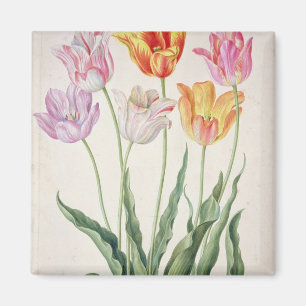 Imán Tulipanes, del "Florilegium de Nassau" (w/c en
