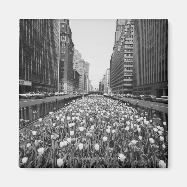 Imán Tulipanes en el centro de la ciudad (Frente)