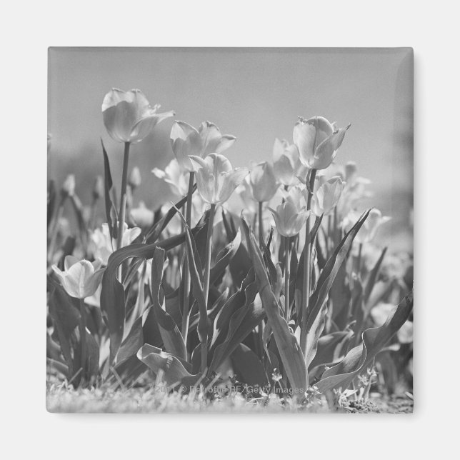 Imán Tulipanes en flor (Frente)