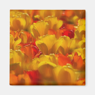 Imán Tulipanes en los jardines de Keukenhof, Ámsterdam,