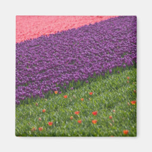 Imán Tulipanes en los jardines de Keukenhof, Ámsterdam,