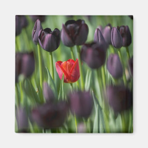 Imán Tulipanes en los jardines de Keukenhof, Ámsterdam,