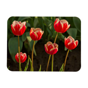 Imán Tulipanes, Festival de Tulipanes, Woodburn, Oregón