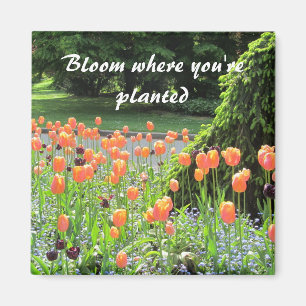 Imán Tulipanes - Florecen Donde Estás Plantado