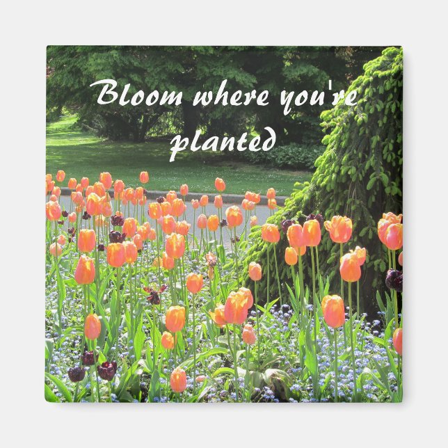 Imán Tulipanes - Florecen Donde Estás Plantado (Frente)