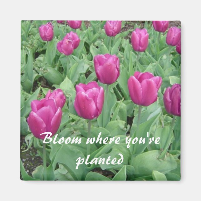 Imán Tulipanes - Florecen Donde Estás Plantado (Frente)