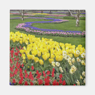 Imán Tulipanes, jacintos de uva y narcisos,