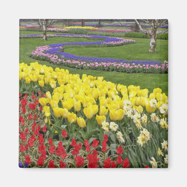 Imán Tulipanes, jacintos de uva y narcisos, (Frente)