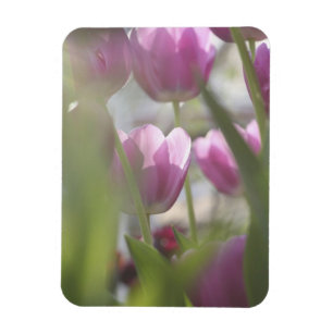 Imán Tulipanes, Jardines Keukenhoff, Países Bajos.