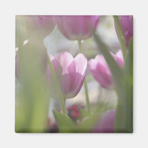 Imán Tulipanes, Jardines Keukenhoff, Países Bajos.