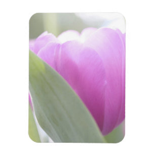 Imán Tulipanes, Jardines Keukenhoff, Países Bajos. 2