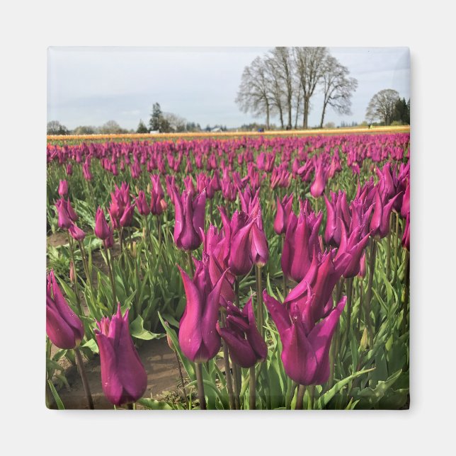 Imán Tulipanes morados en el campo (Frente)