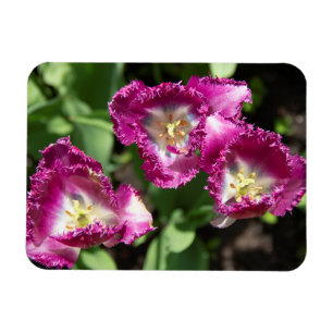 Imán Tulipanes morados en el jardín