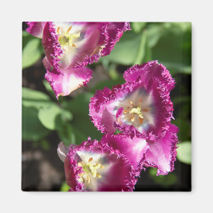 Imán Tulipanes morados en el jardín