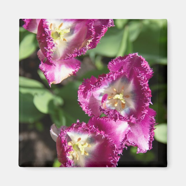 Imán Tulipanes morados en el jardín (Frente)