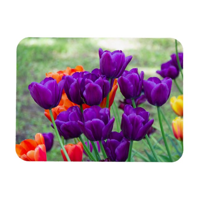 Imán Tulipanes morados oscuros (Horizontal)