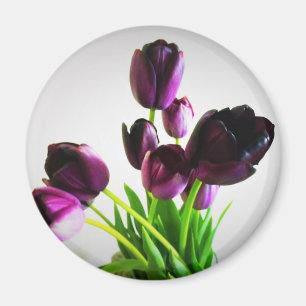 Imán Tulipanes morados oscuros