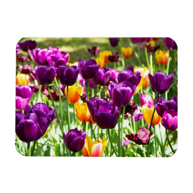 Imán Tulipanes morados y amarillos (Horizontal)