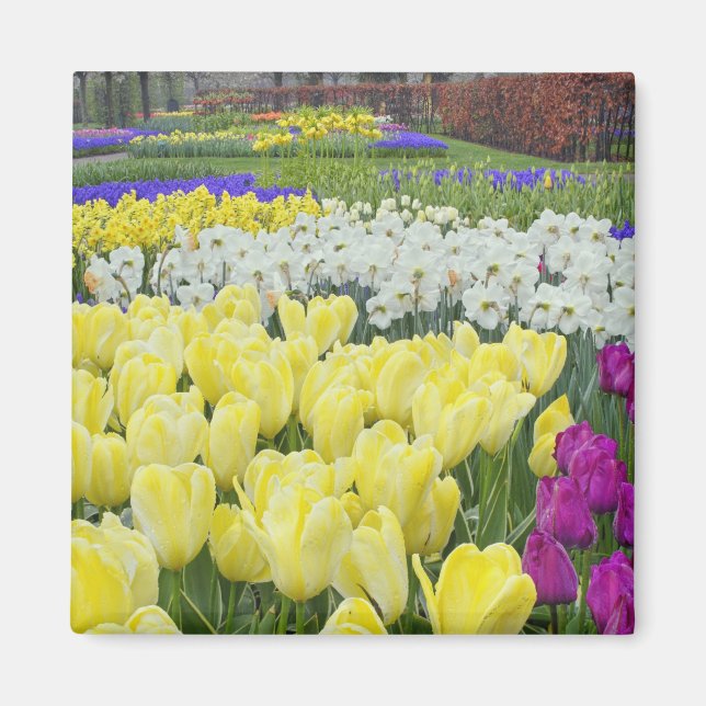 Imán Tulipanes, narcisos y flores de jacinto de uva, (Frente)