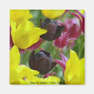 Imán Tulipanes negros