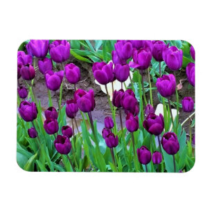 Imán Tulipanes púrpura, Oregón
