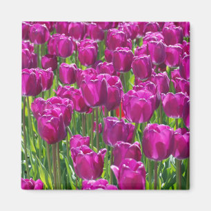 Imán Tulipanes púrpuras