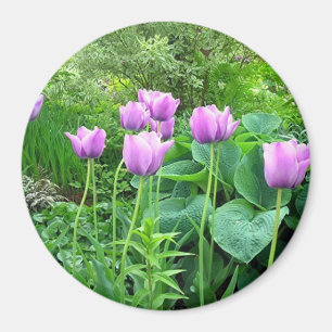 Imán Tulipanes púrpuras