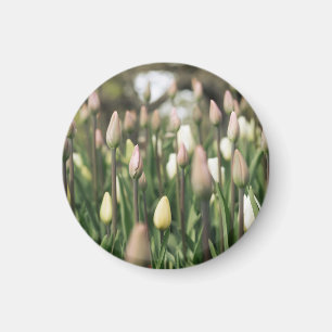 Imán Tulipanes que comienzan a florecer