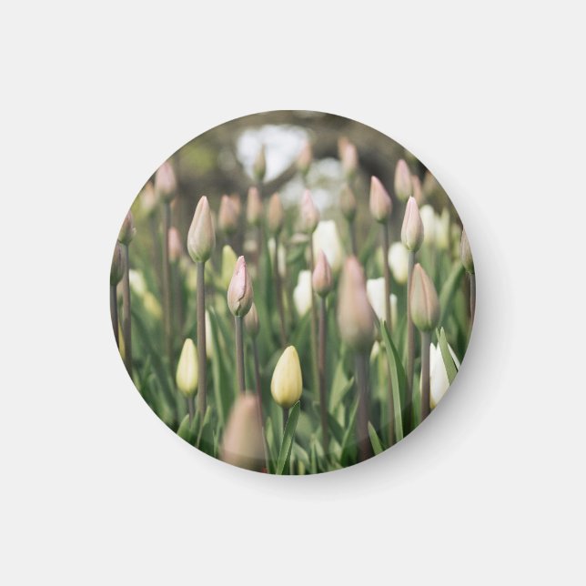 Imán Tulipanes que comienzan a florecer (Frente)