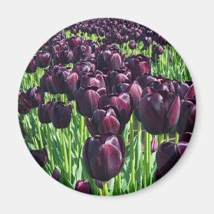 Imán Tulipanes Reina de la Noche
