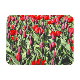 Imán Tulipanes rojos