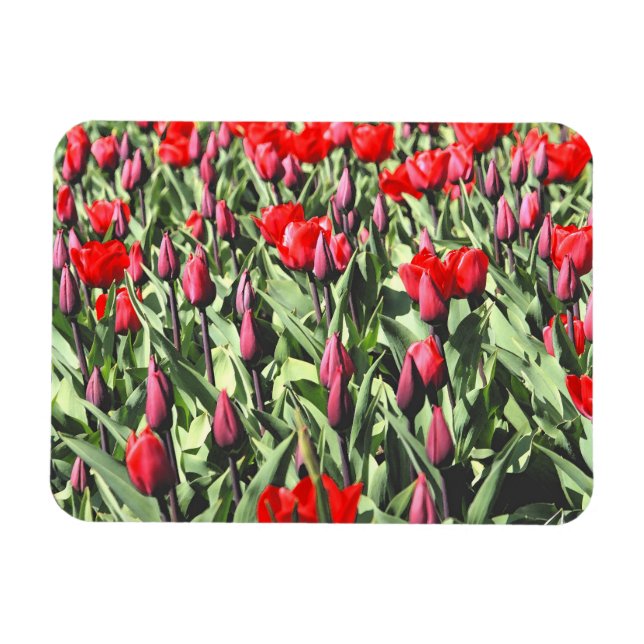 Imán Tulipanes rojos (Horizontal)