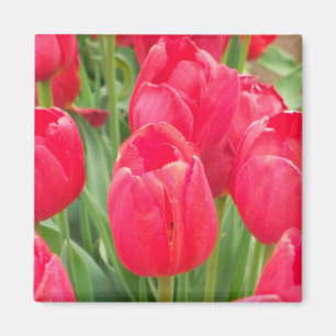 Imán Tulipanes rojos