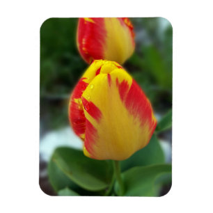 Imán tulipanes rojos amarillos