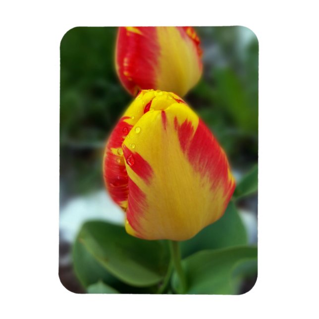 Imán tulipanes rojos amarillos (Vertical)