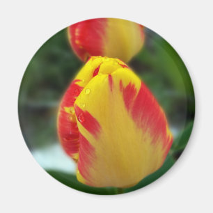 Imán tulipanes rojos amarillos