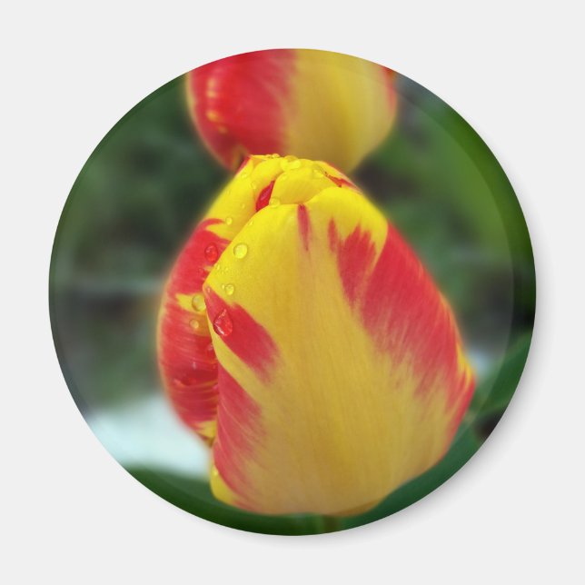 Imán tulipanes rojos amarillos (Frente)