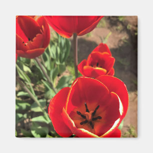Imán Tulipanes rojos internos