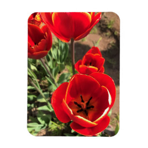 Imán Tulipanes rojos internos