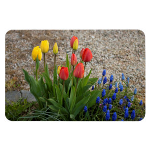 Imán Tulipanes rojos y amarillos