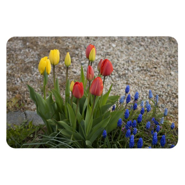Imán Tulipanes rojos y amarillos (Horizontal)