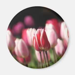 Imán Tulipanes rojos y blancos y rosados