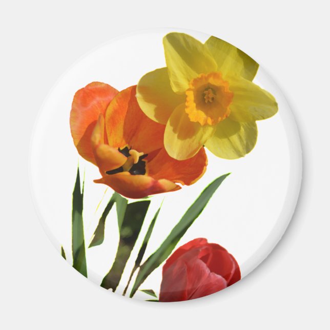 Imán Tulipanes rojos y flores de narciso amarillas (Frente)
