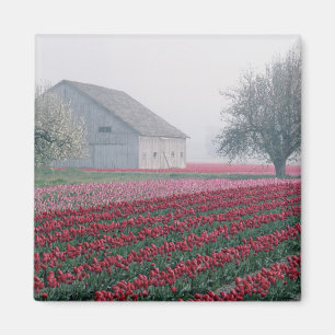 Imán Tulipanes rojos y rosados saludan el día en una ni