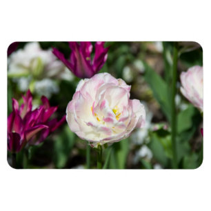 Imán Tulipanes rosa brillante en un día soleado
